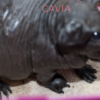 copyrightcaviawijzer_bumblefoot_7402