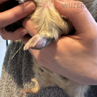 cw_bumblefoot_3-copy-1024x1024